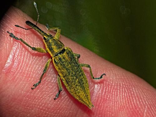 Réf. 343 111 : Lixus iridis